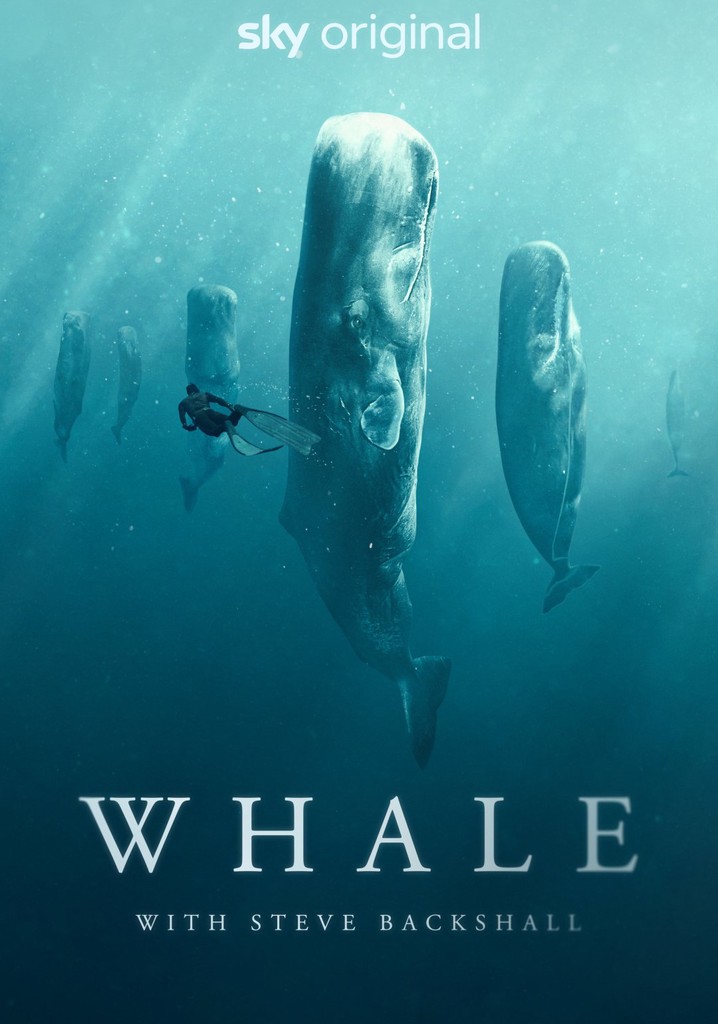 Whale with Steve Backshall poster