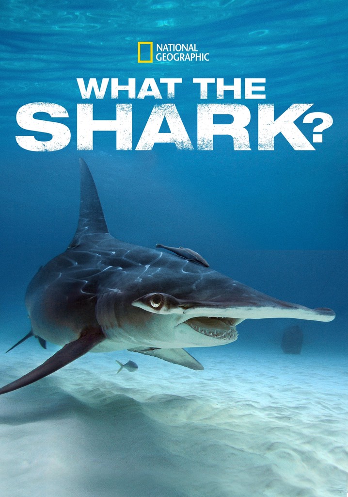 What the Shark? poster