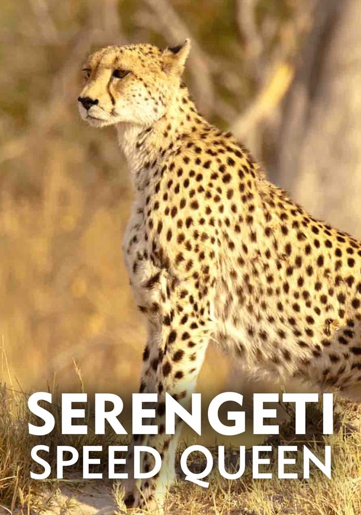 Serengeti Speed Queen poster
