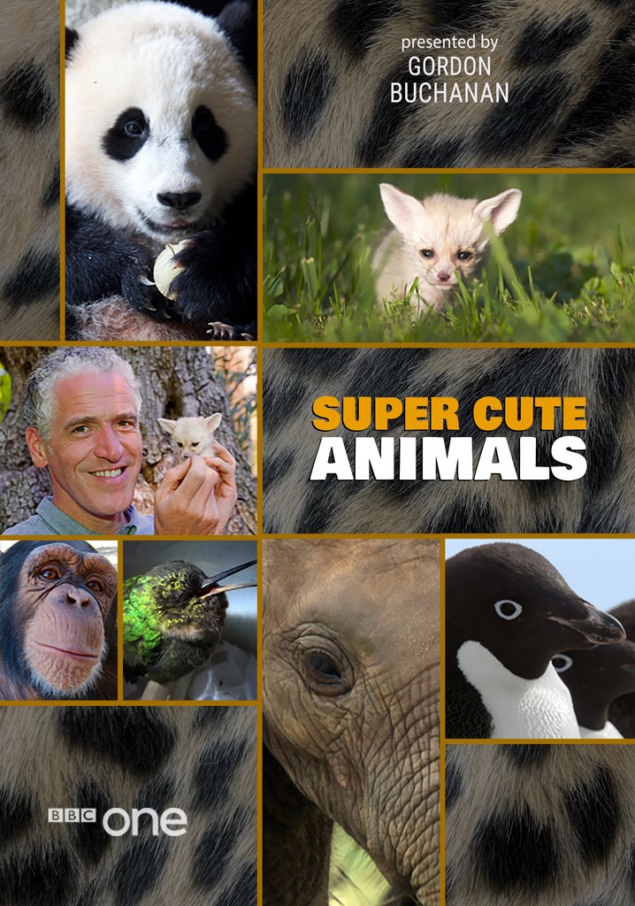 Super Cute Animals poster