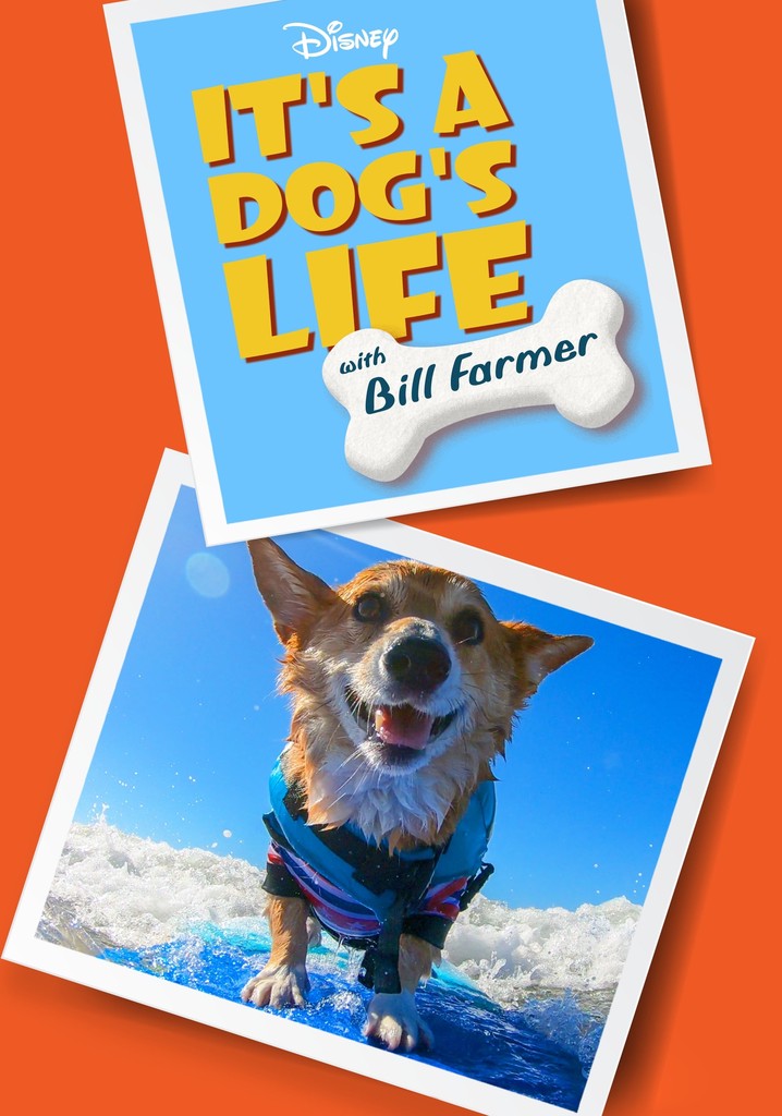 It's a Dog's Life with Bill Farmer poster