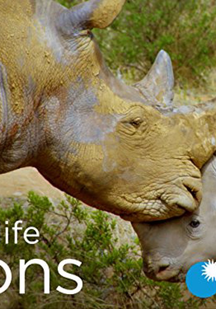 Wildlife Icons poster