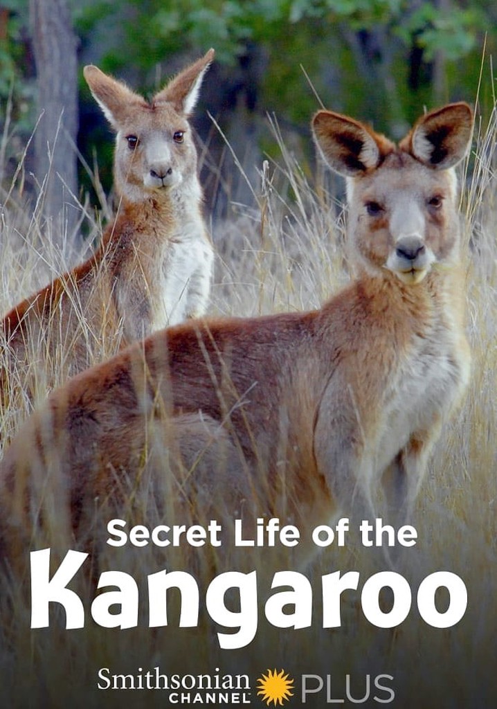 Secret Life of the Kangaroo poster
