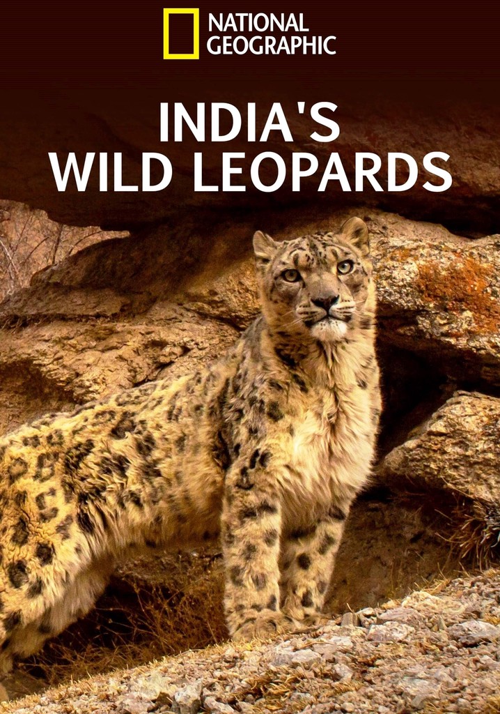 India's Wild Leopards poster