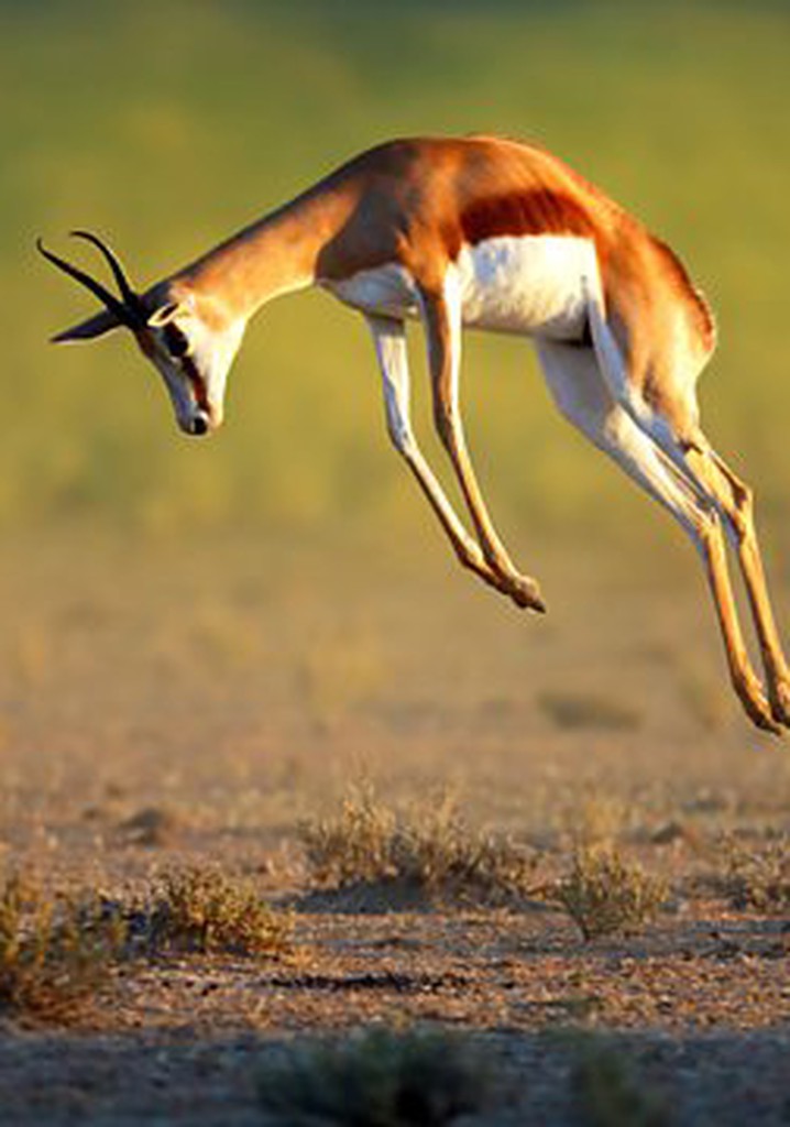 Nature's Greatest Dancers poster