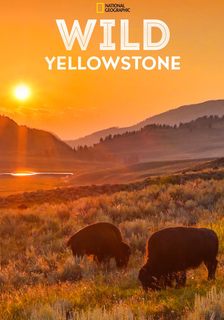 Wild Yellowstone poster