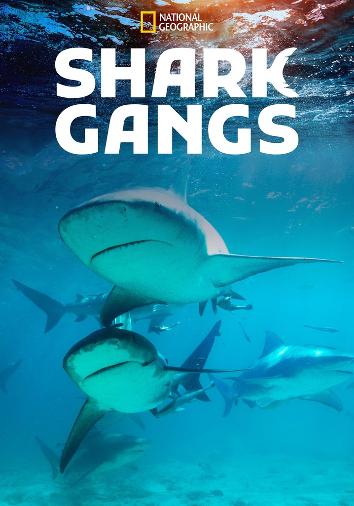 Shark Gangs poster
