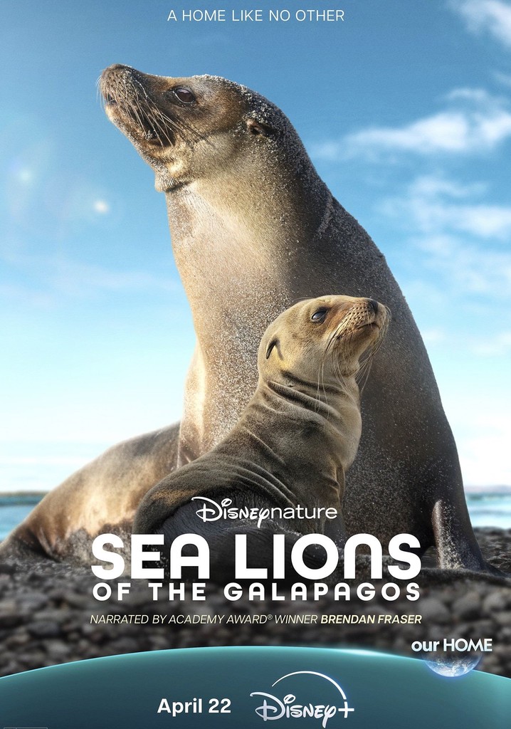 Sea Lions of the Galapagos poster