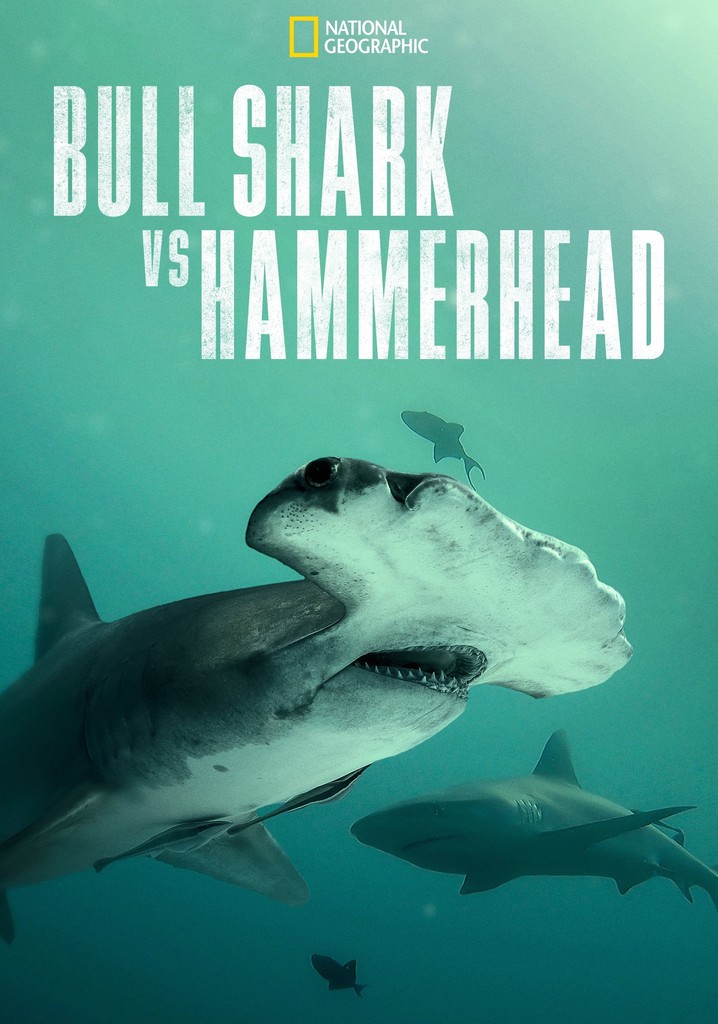 Bull Shark vs. Hammerhead poster