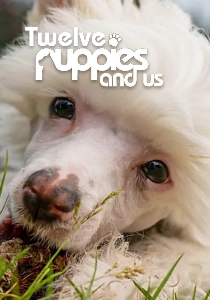 12 Puppies And Us poster