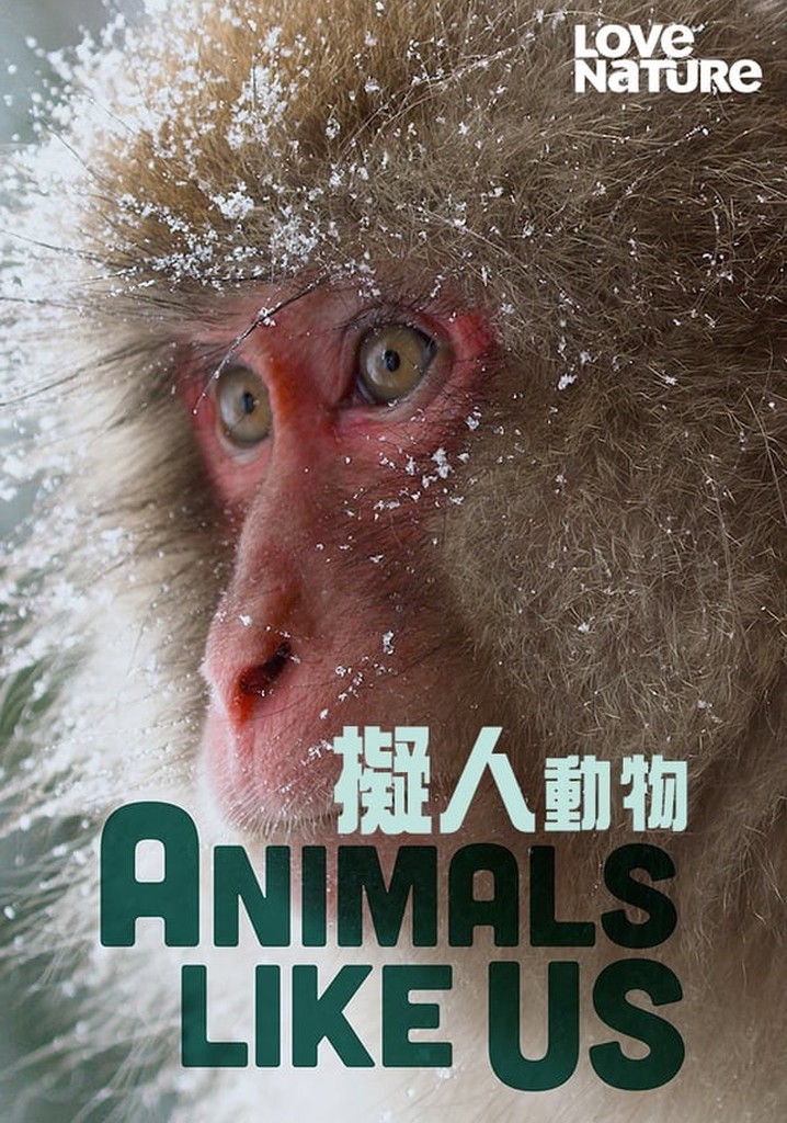 Animals Like Us poster