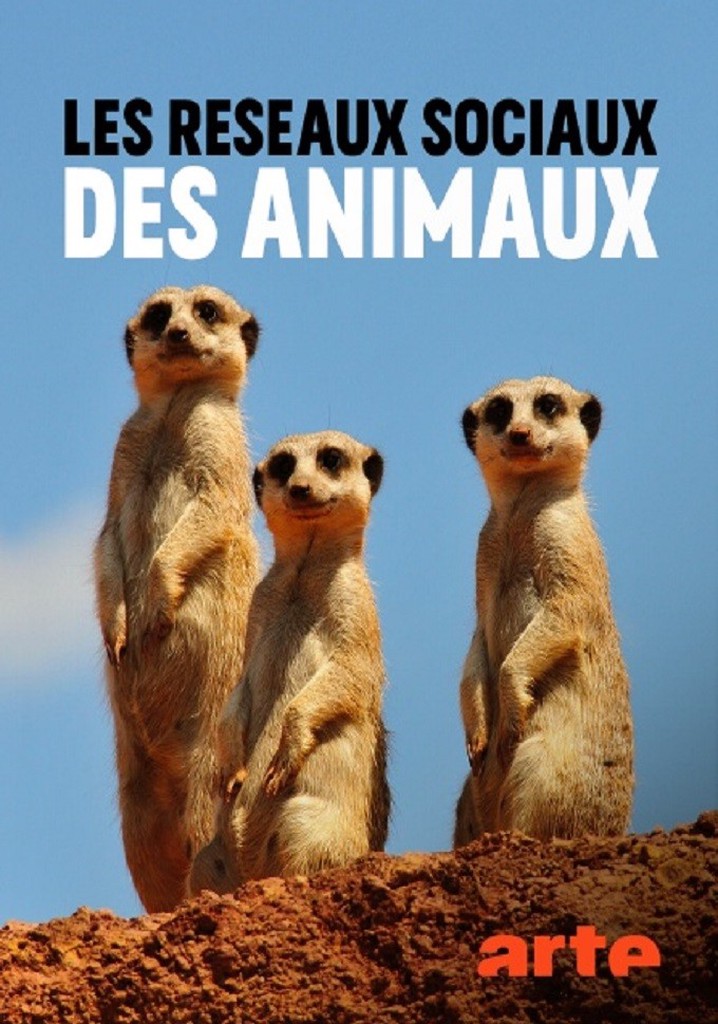 Animal Social Network poster