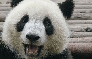 Pandaask