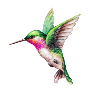 Hummingbird