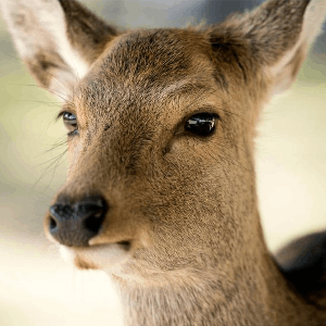 犬派？猫派？僕は鹿派