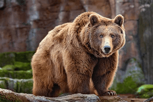 森のクマさん