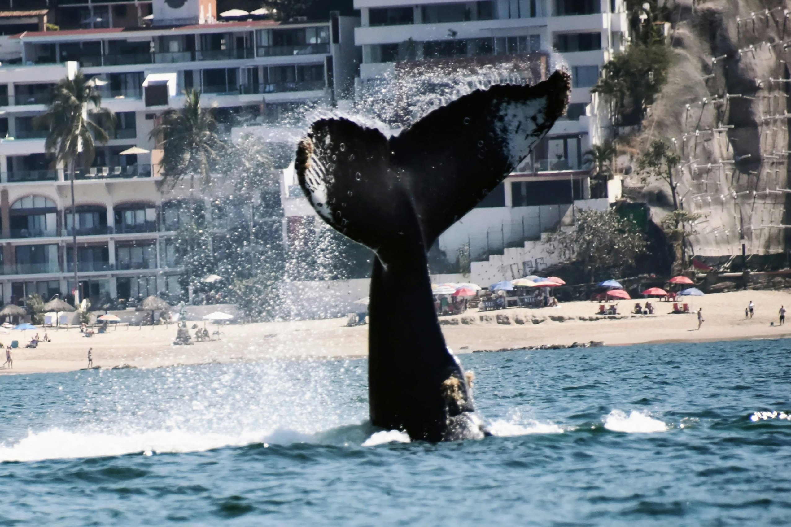 Puerto Vallarta Hero Image