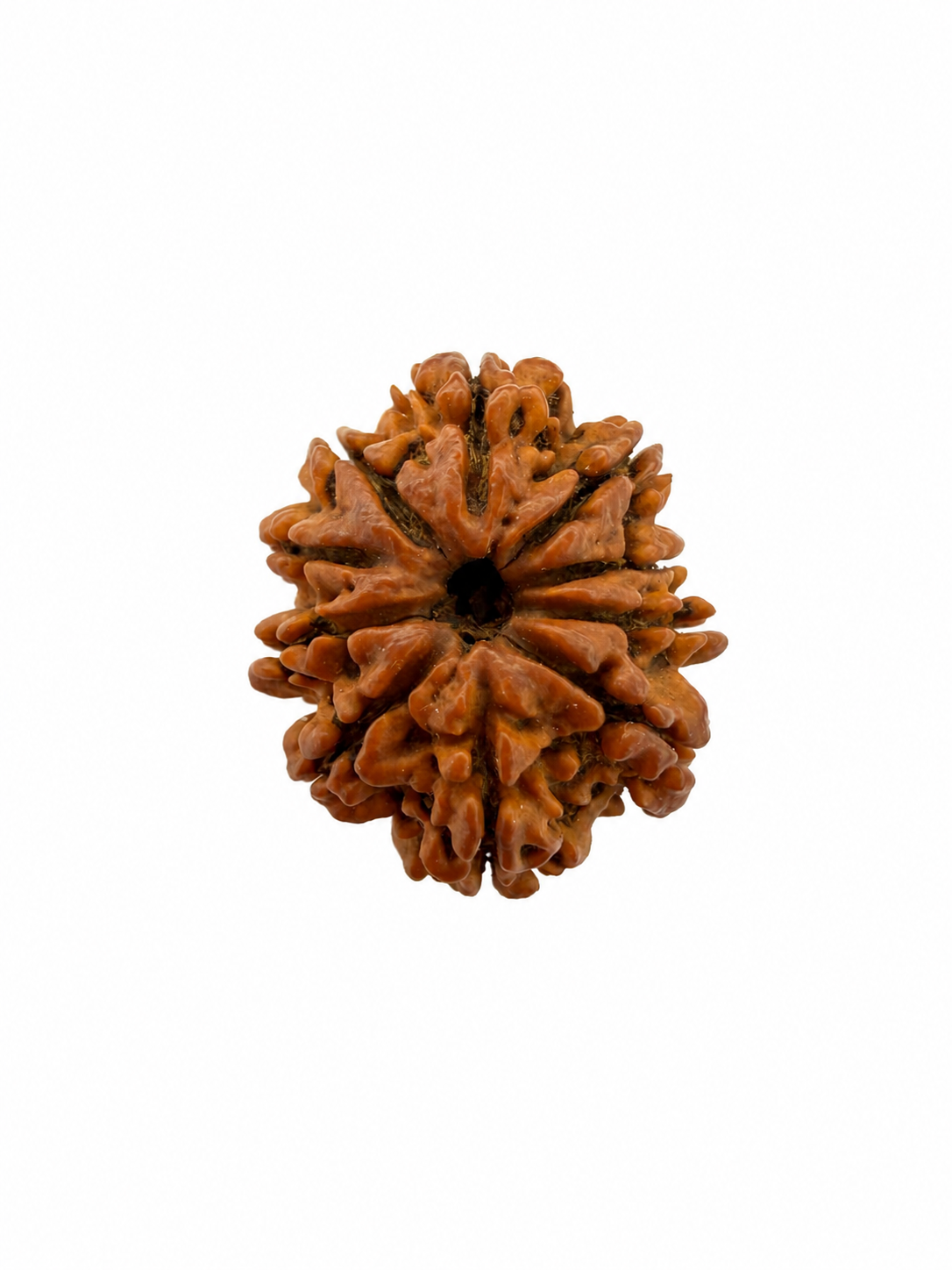 10 Mukhi Rudraksh (22mm) Nepali