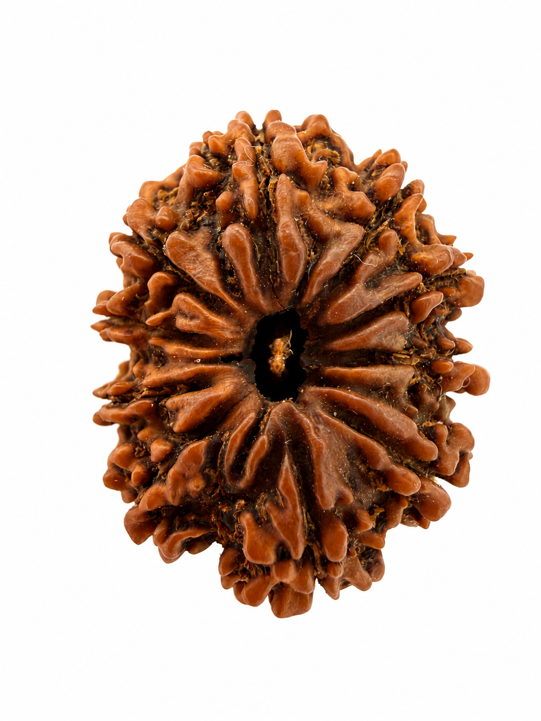 10 Mukhi Rudraksh (22mm) Nepali