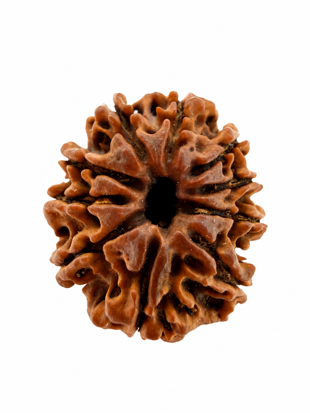 10 Mukhi Rudraksh (22mm+) Nepali