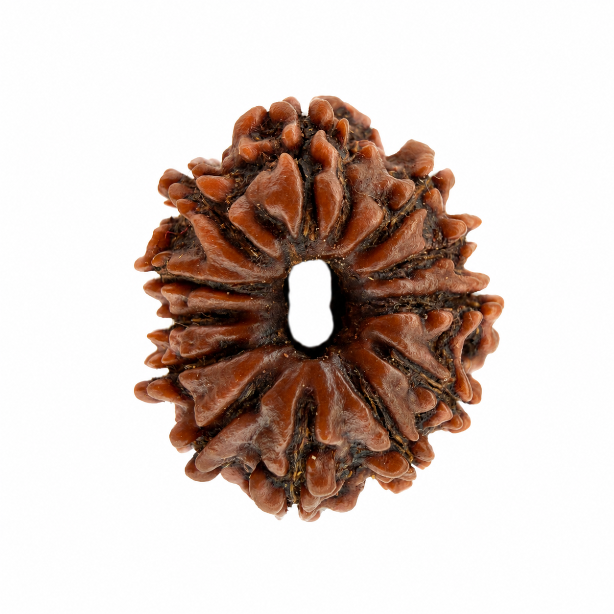 12 Mukhi Rudraksh (25mm+) Nepali