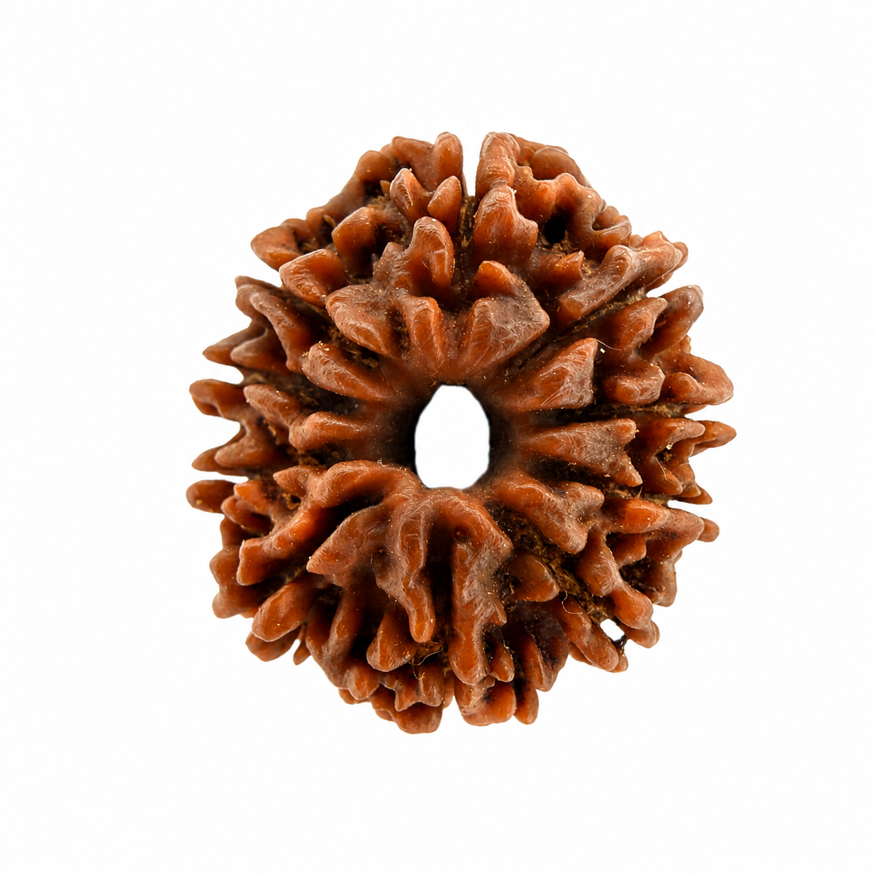 10 Mukhi Rudraksh (22mm) Nepali