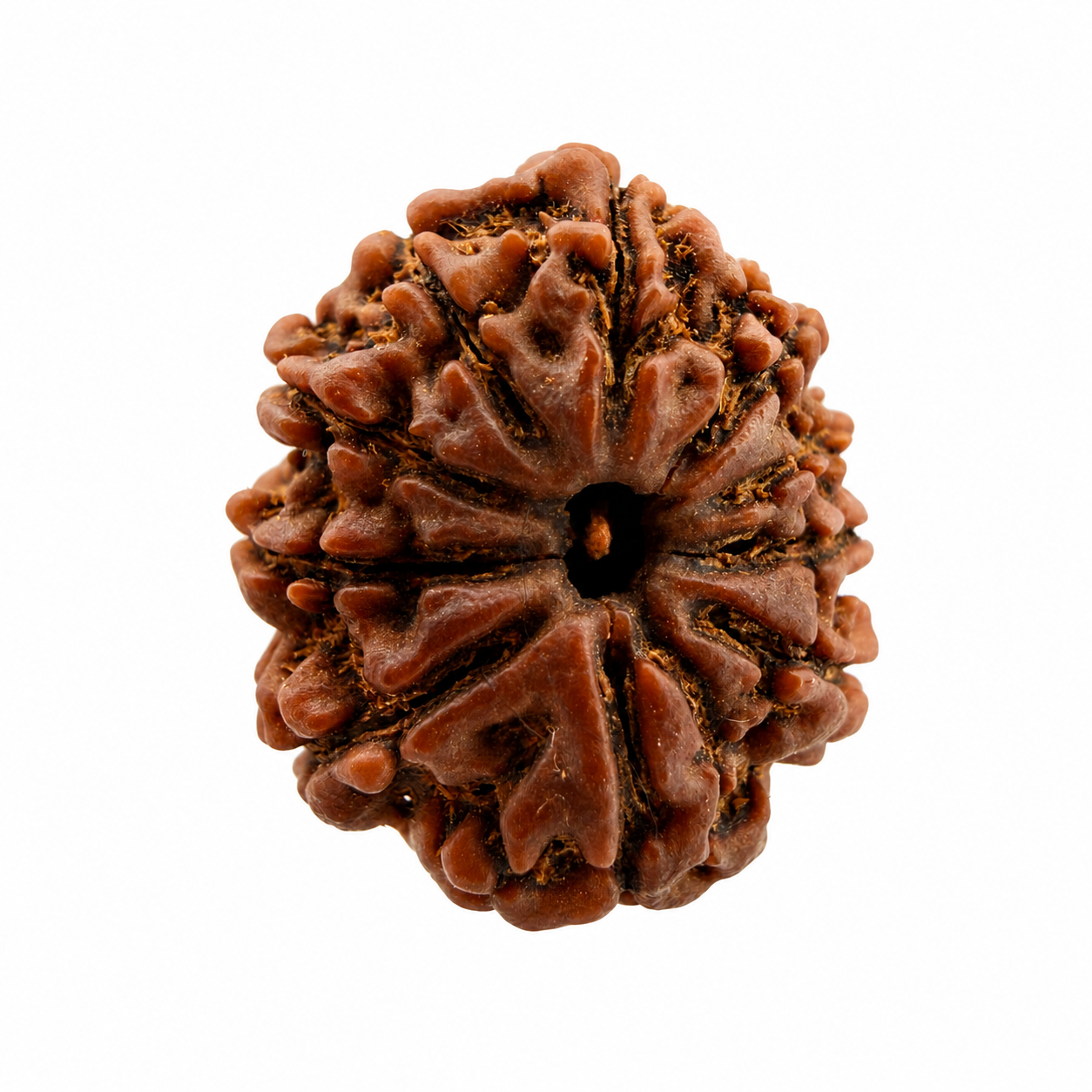 10 Mukhi Rudraksh (22mm) Nepali