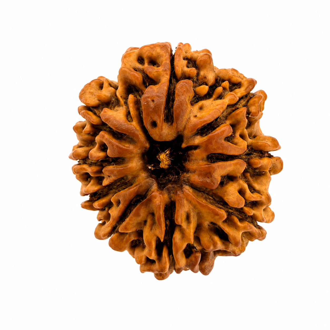 9 Mukhi Rudraksh (25mm+) Nepali