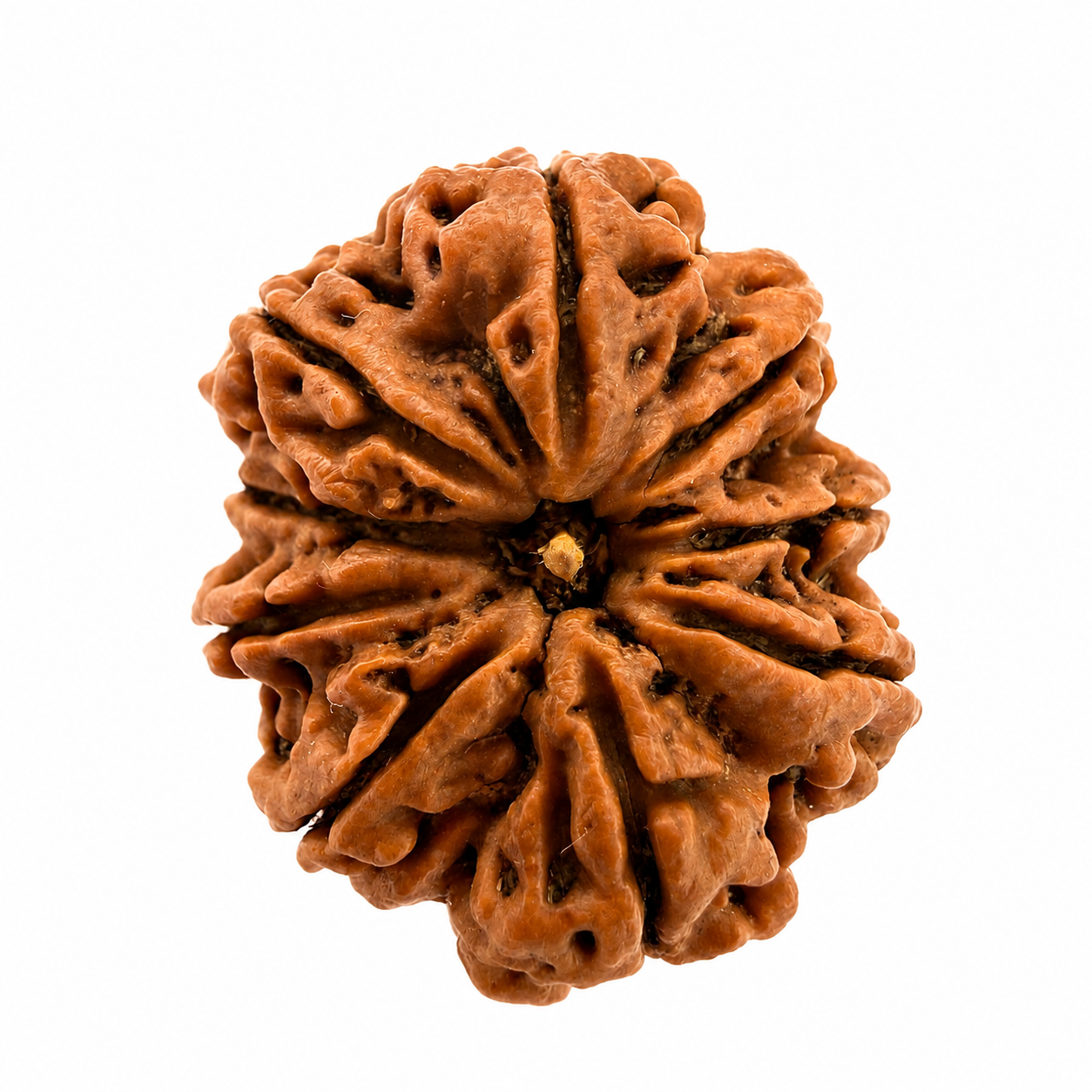9 Mukhi Rudraksh (25mm+) Nepali