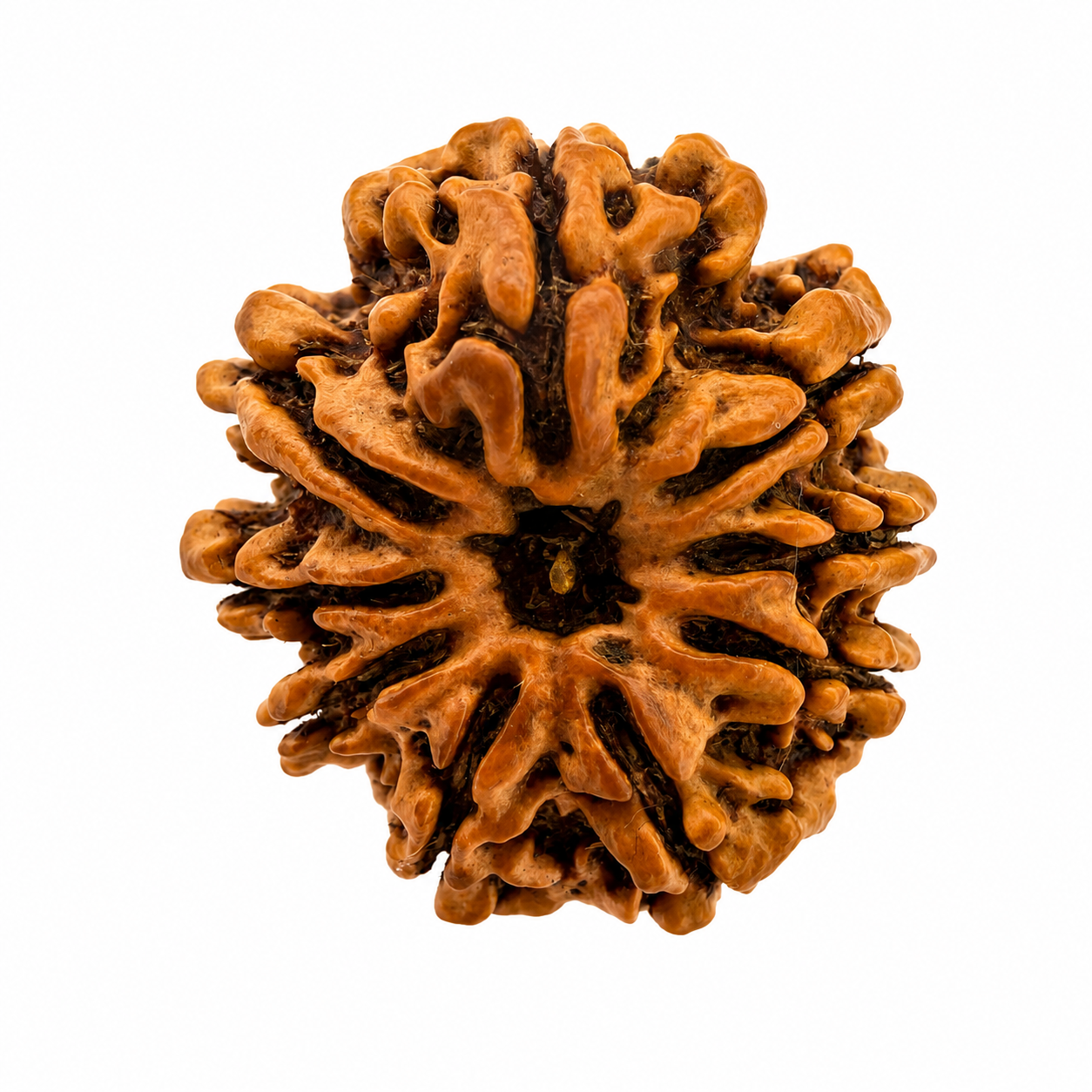 9 Mukhi Rudraksh (25mm+) Nepali