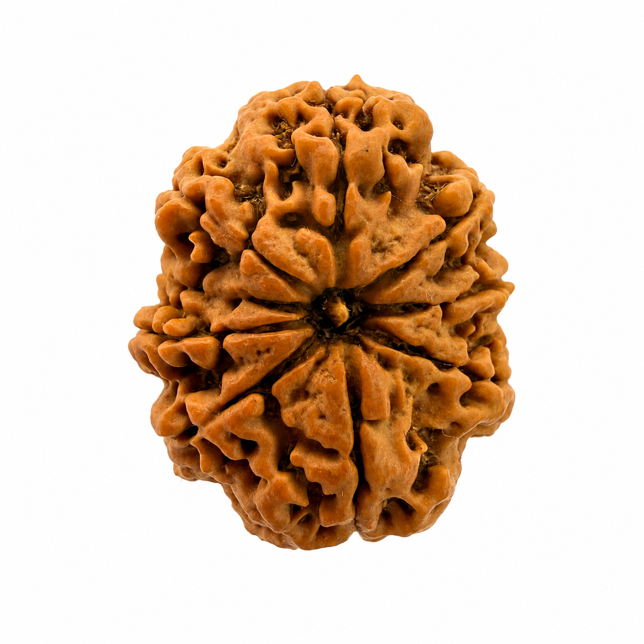 9 Mukhi Rudraksh (25mm+) Nepali