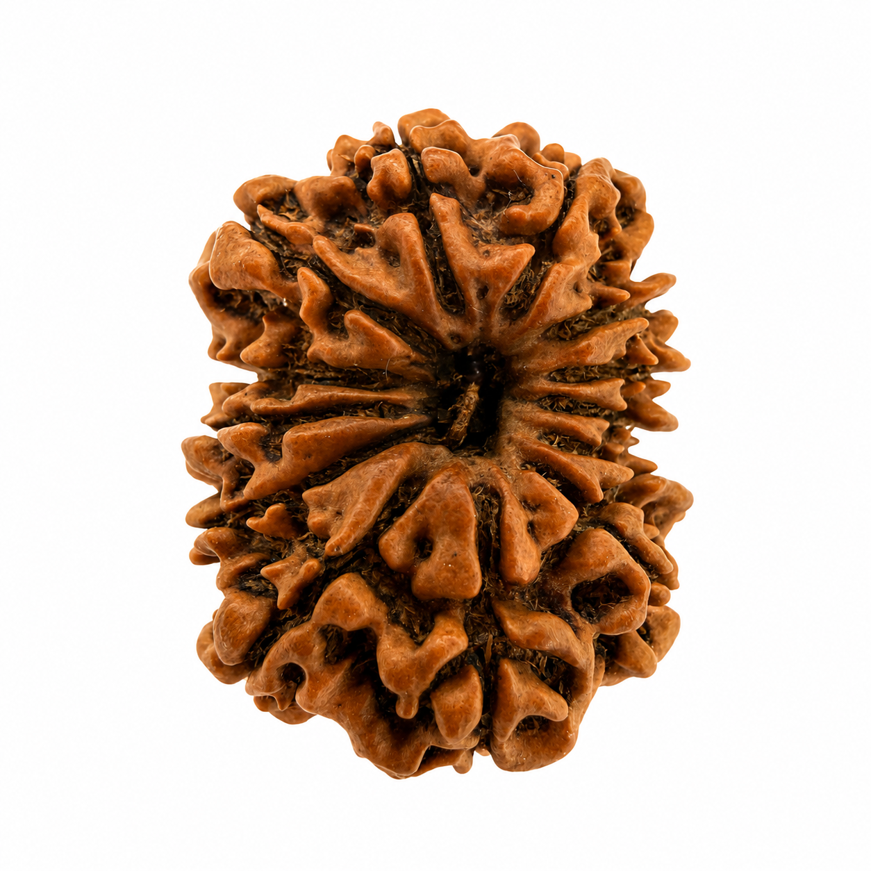 12 Mukhi Rudraksh (25mm+) Nepali