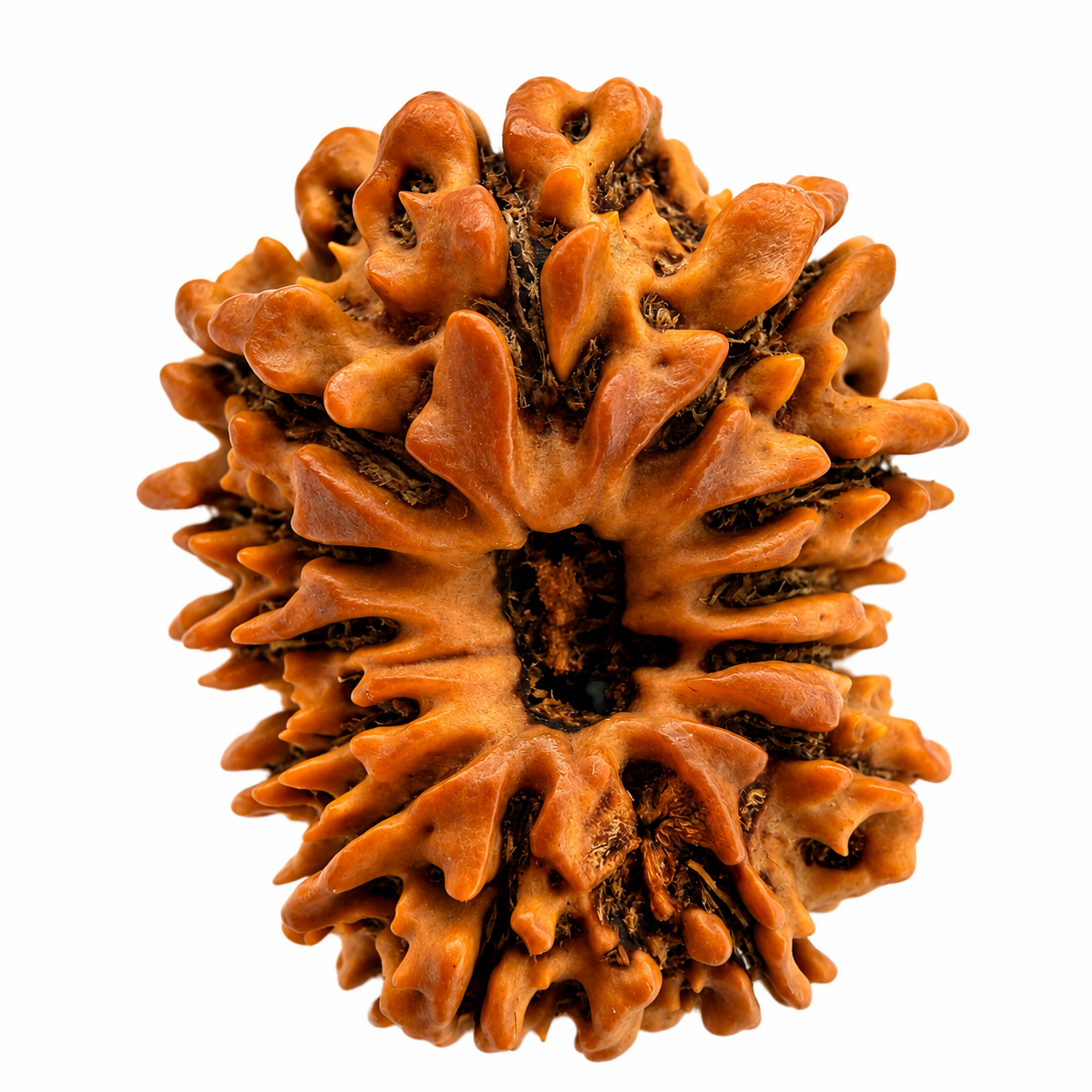 13 Mukhi Rudraksh (25mm+) Nepali