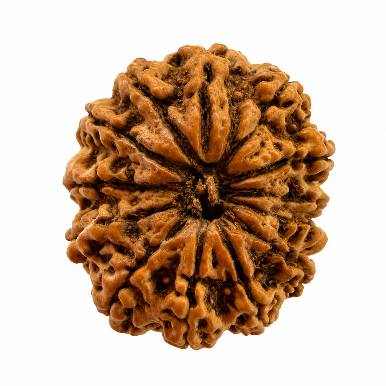 13 Mukhi Rudraksh (25mm+) Nepali