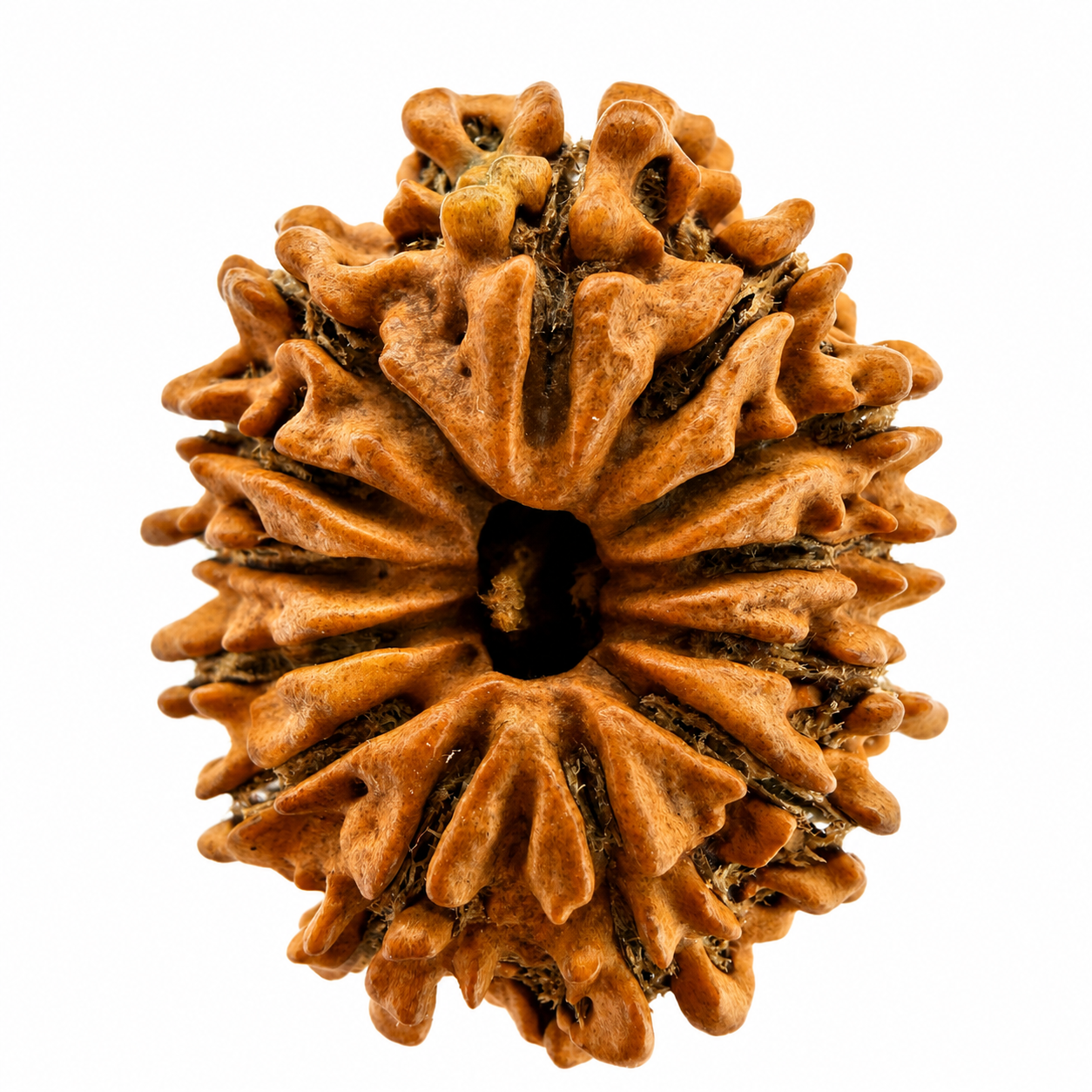 13 Mukhi Rudraksh (25mm+) Nepali