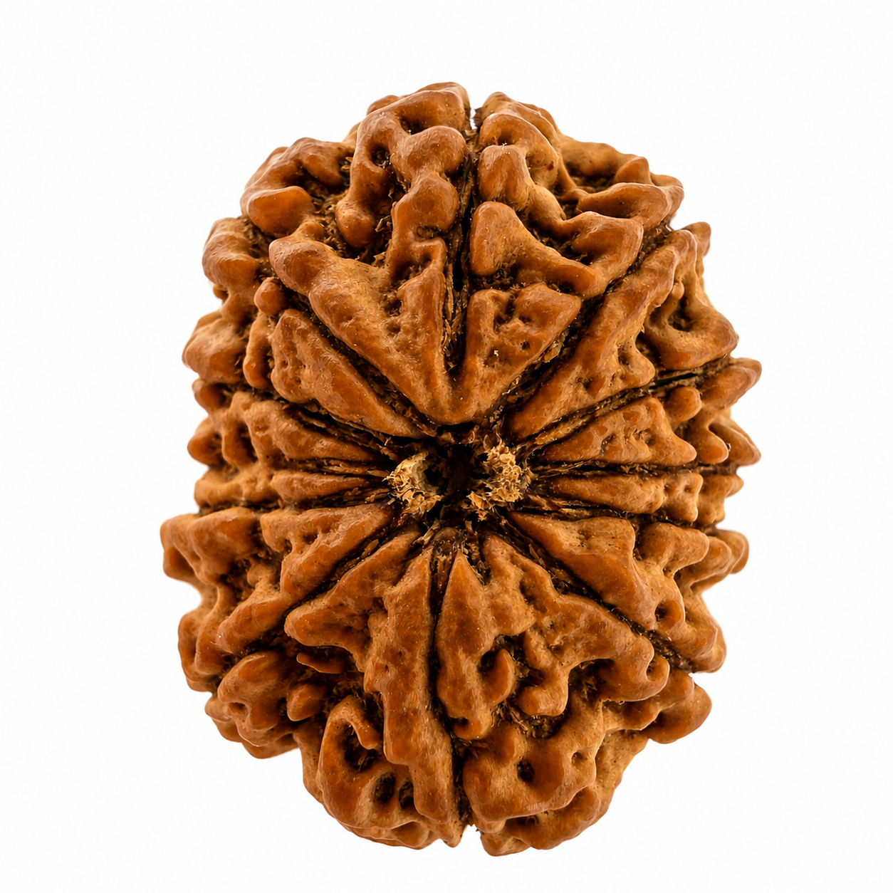 12 Mukhi Rudraksh (25mm+) Nepali