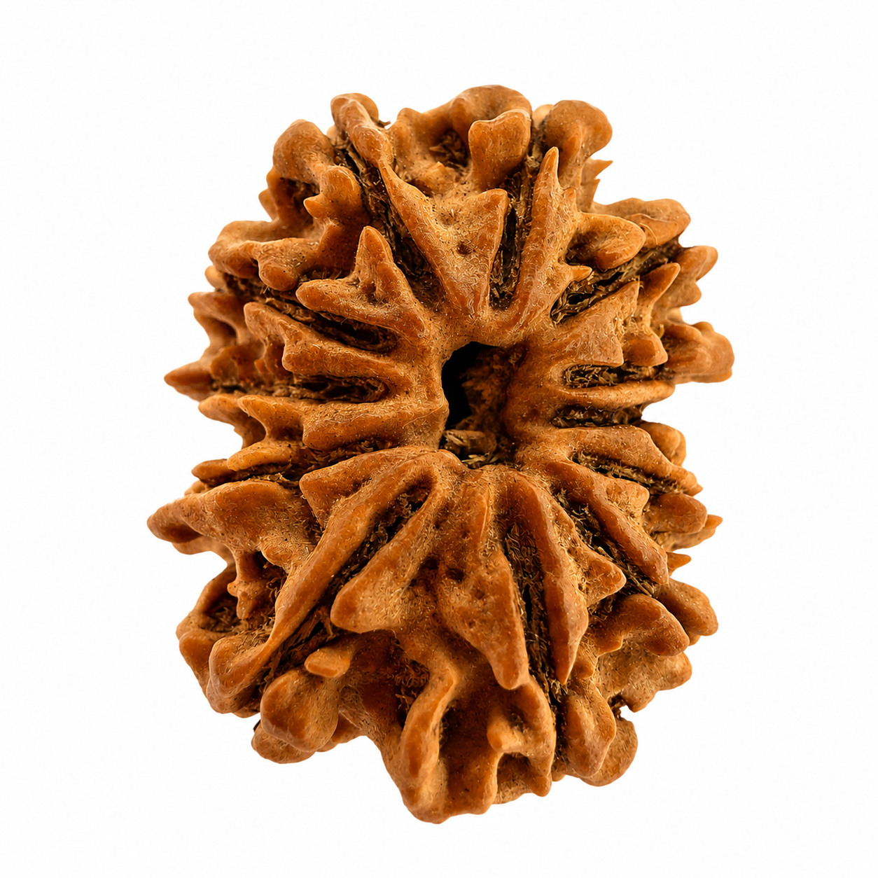 12 Mukhi Rudraksh (25mm+) Nepali