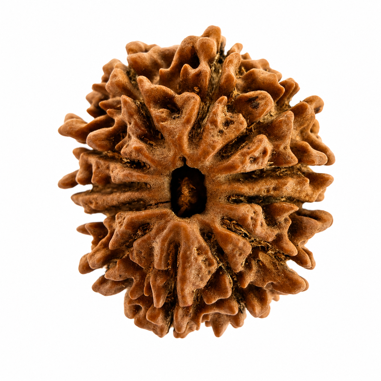 12 Mukhi Rudraksh (25mm+) Nepali