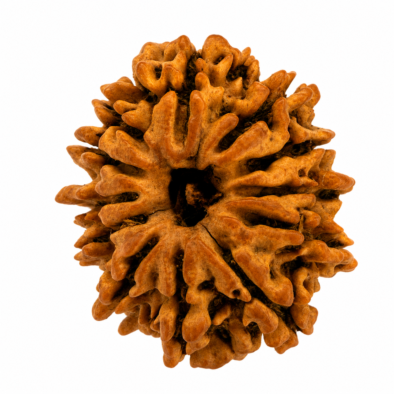 12 Mukhi Rudraksh (25mm+) Nepali