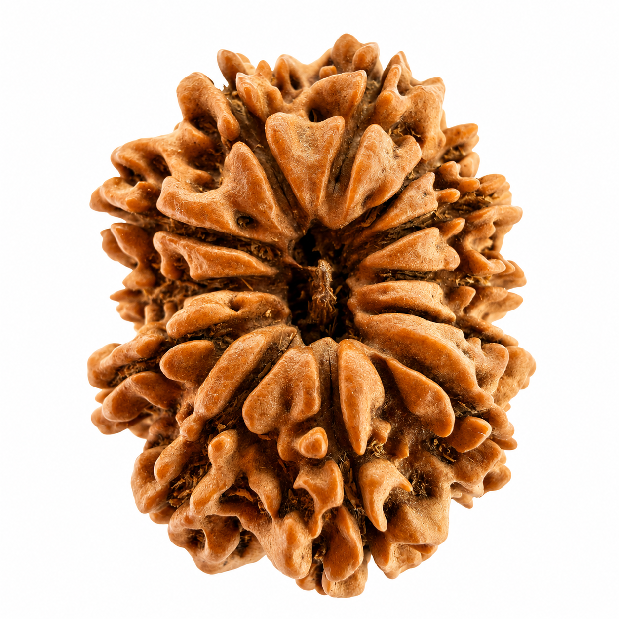 12 Mukhi Rudraksh (25mm+) Nepali