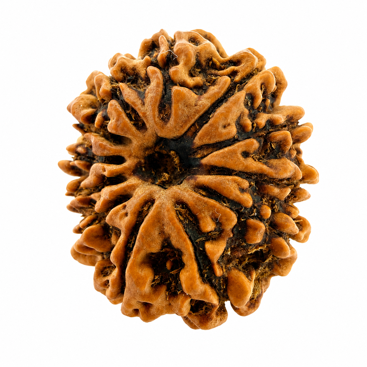 12 Mukhi Rudraksh (25mm+) Nepali