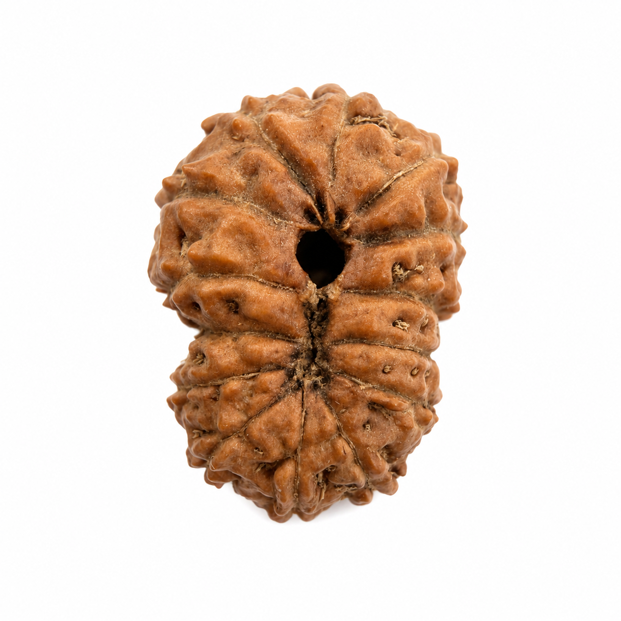 14 Mukhi Rudraksh (14mm +) Indonesian