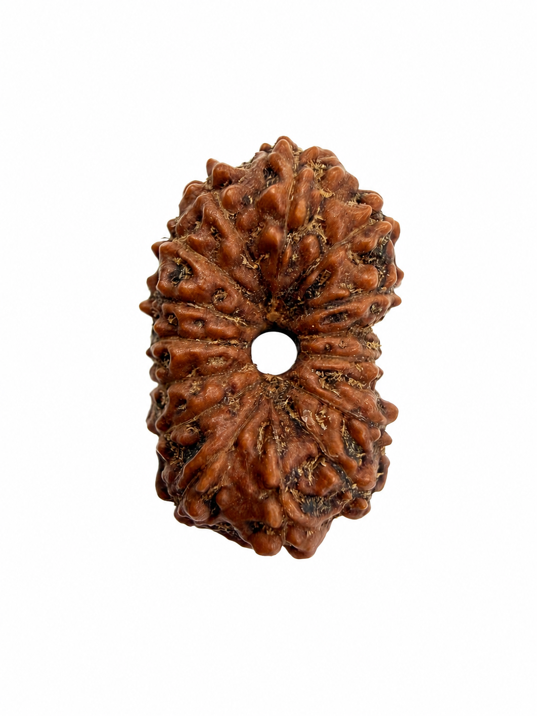 14 Mukhi Rudraksh (14mm +) Indonesian