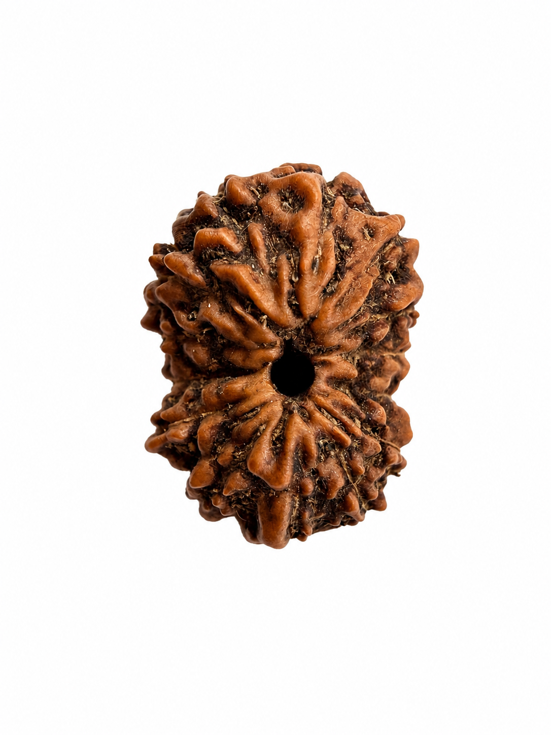 14 Mukhi Rudraksh (14mm +) Indonesian