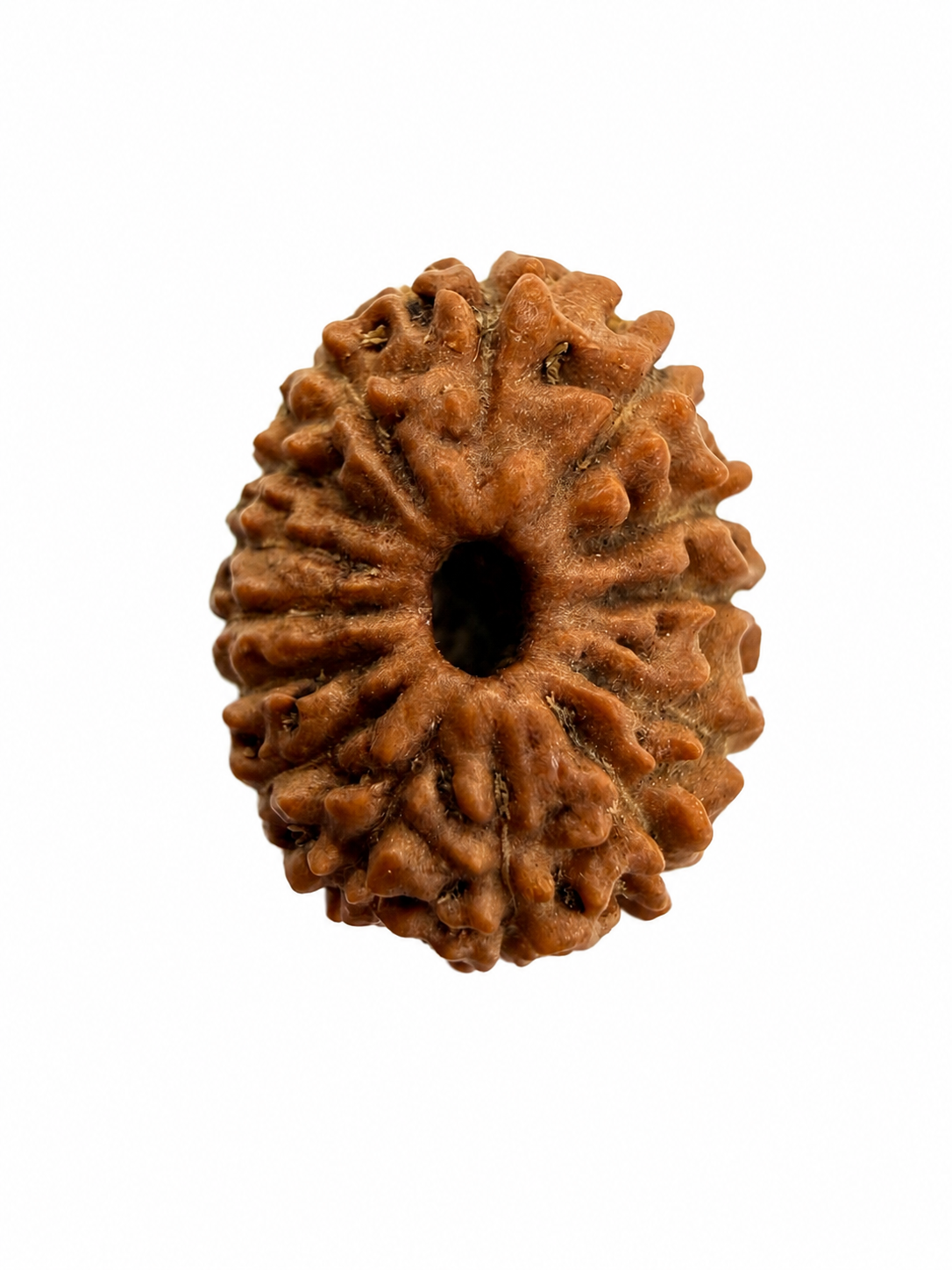 14 Mukhi Rudraksh (14mm +) Indonesian