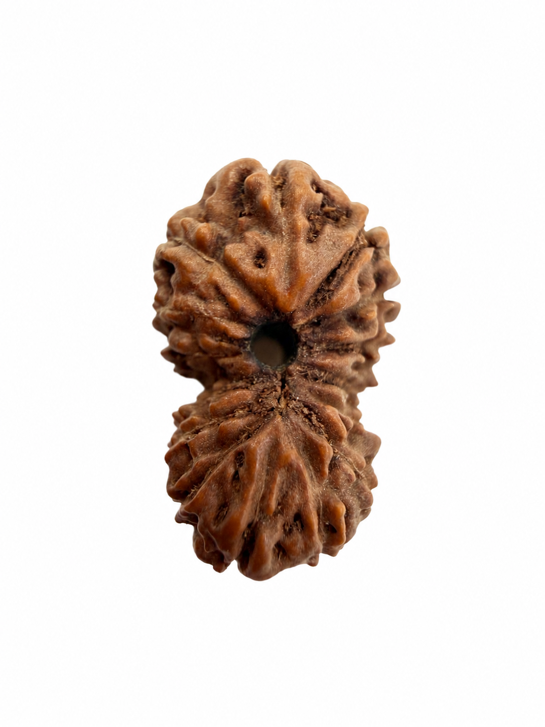 14 Mukhi Rudraksh (14mm +) Indonesian