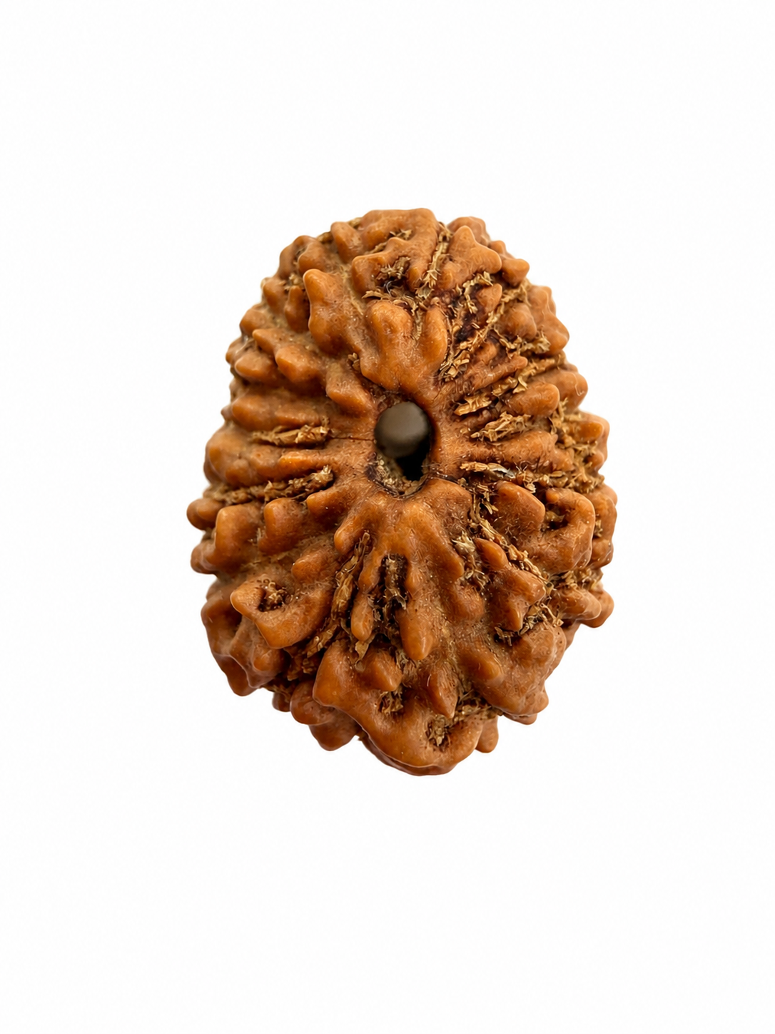 14 Mukhi Rudraksh (14mm +) Indonesian