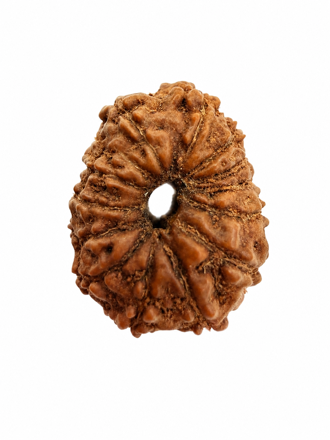 14 Mukhi Rudraksh (14mm +) Indonesian