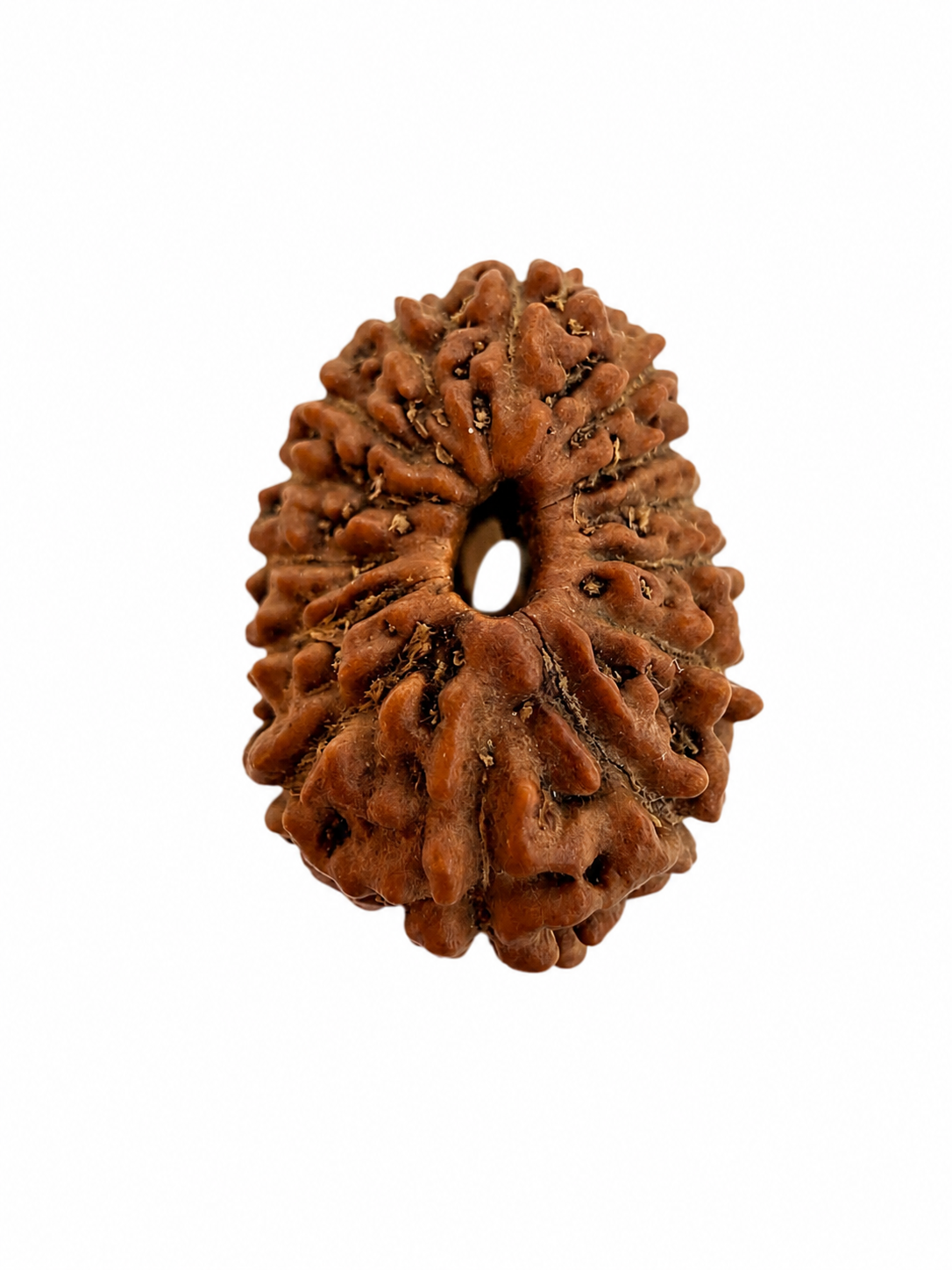 14 Mukhi Rudraksh (14mm +) Indonesian