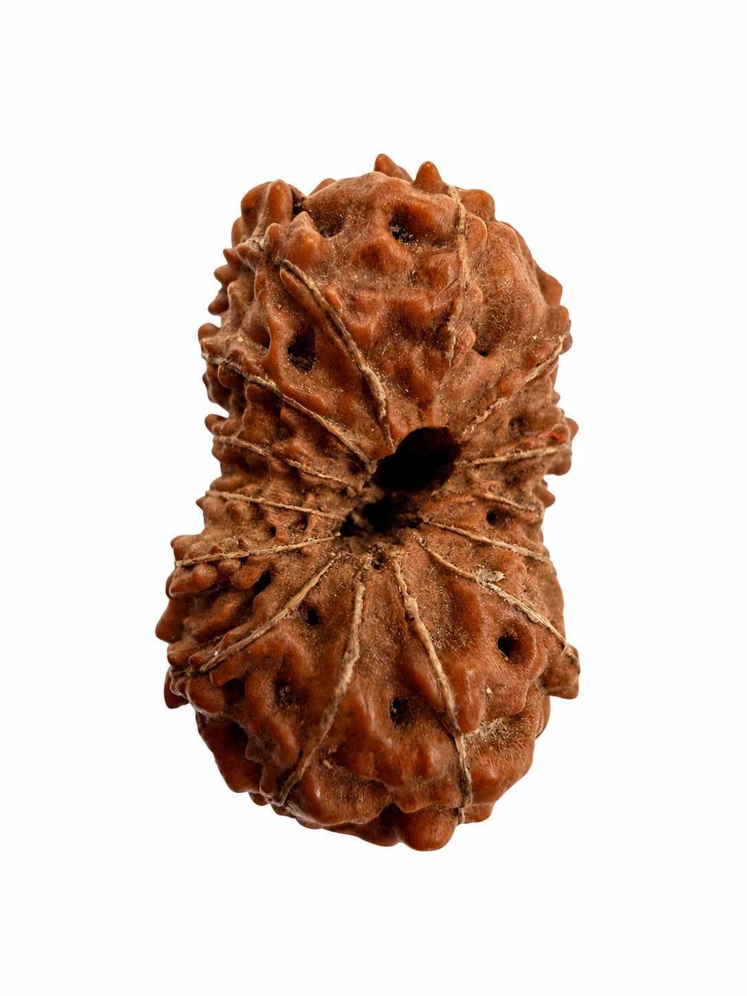 14 Mukhi Rudraksh (14mm +) Indonesian